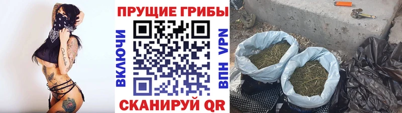 наркошоп  Фёдоровский  Псилоцибиновые грибы Magic Shrooms 